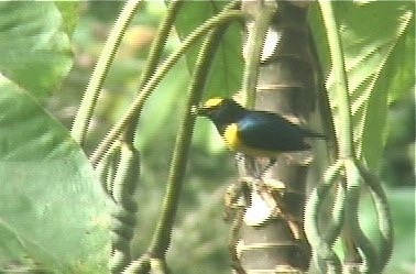 Euphonia, Spotted-crowned 1