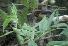 Euphonia, Tawny-capped 1