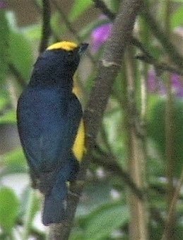 Euphonia, Thick-billed 5