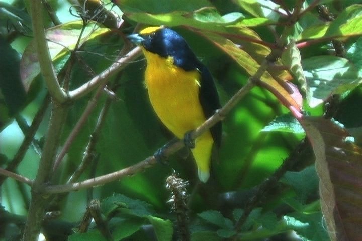 Euphonia, Thick-billed 6