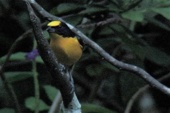 Euphonia, Thick-billed 8_1