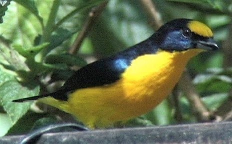 Euphonia, Thick-billed 8