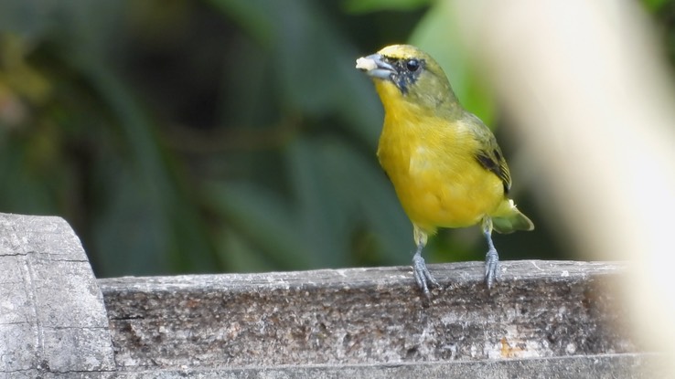 Euphonia, Thick-billed (Cerro Montezuma, Colombia) 2