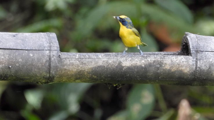 Euphonia, Thick-billed (Cerro Montezuma, Colombia) 1