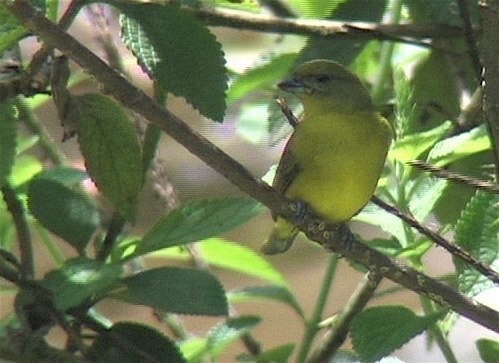 Euphonia, Thick-billed4