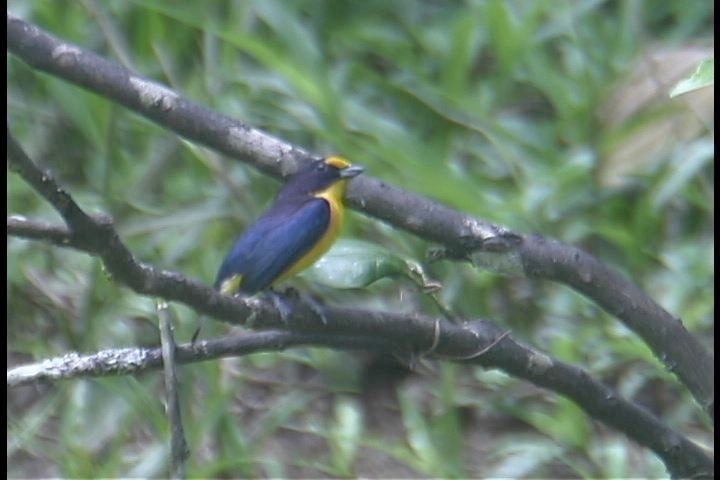 Euphonia, Violaceous - 3