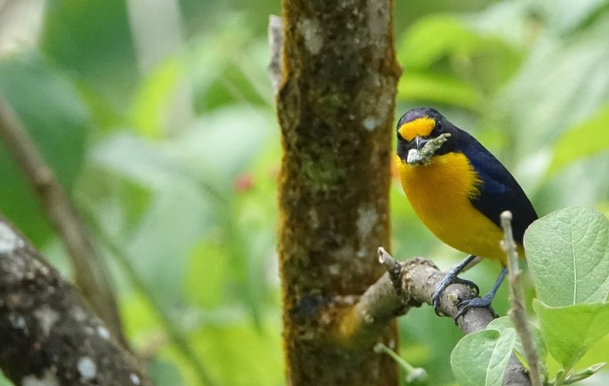 Euphonia, Violaceous 1