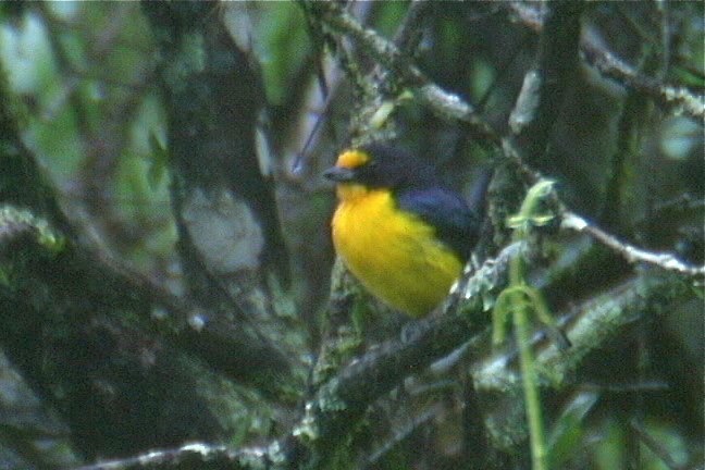 Euphonia, Violaceous 1