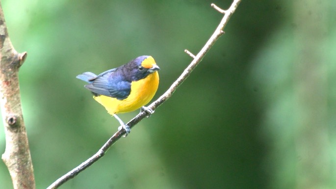 Euphonia, Violaceous 1 copy