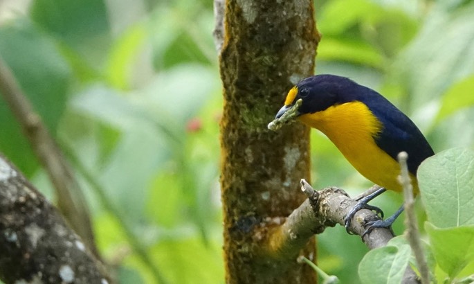 Euphonia, Violaceous 2