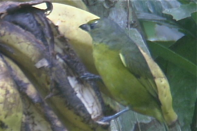 Euphonia, Violaceous 2