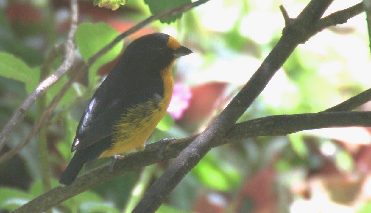 Euphonia, Violaceous 2 copy