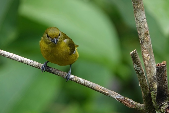 Euphonia, Violaceous 4