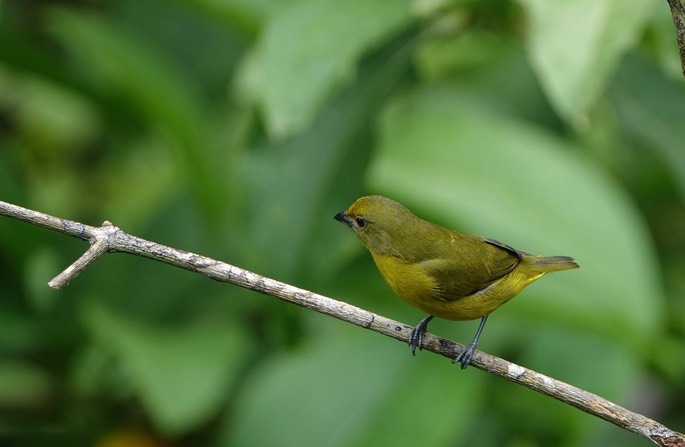 Euphonia, Violaceous 5