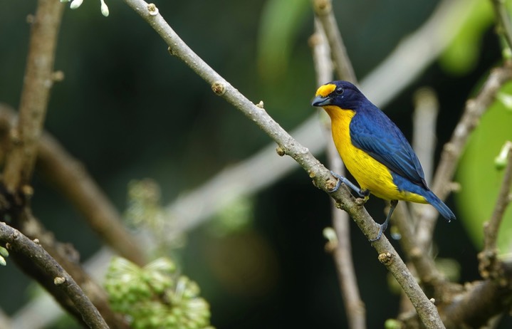 Euphonia, Violaceous 6