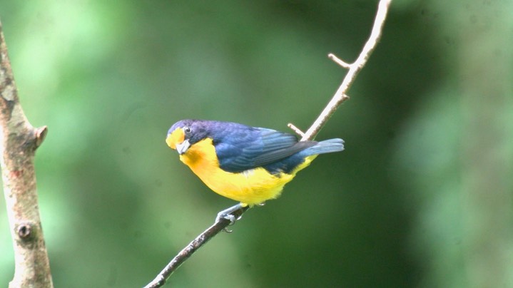 Euphonia, Violaceous