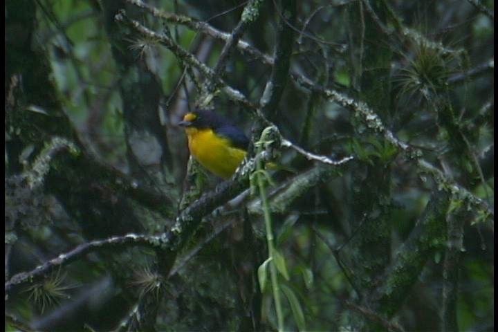 Euphonia, Violacious - 5