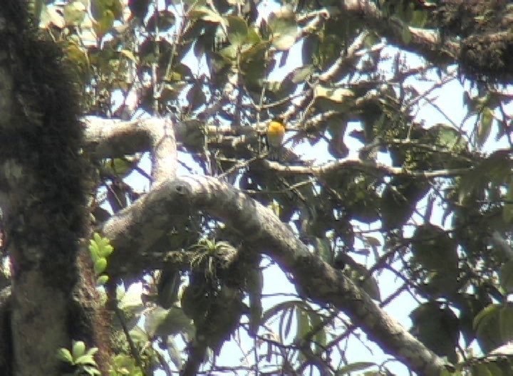 Euphonia, White-vented