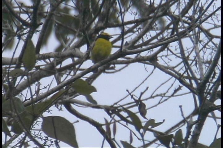 Euphonia, Yellow-crowned