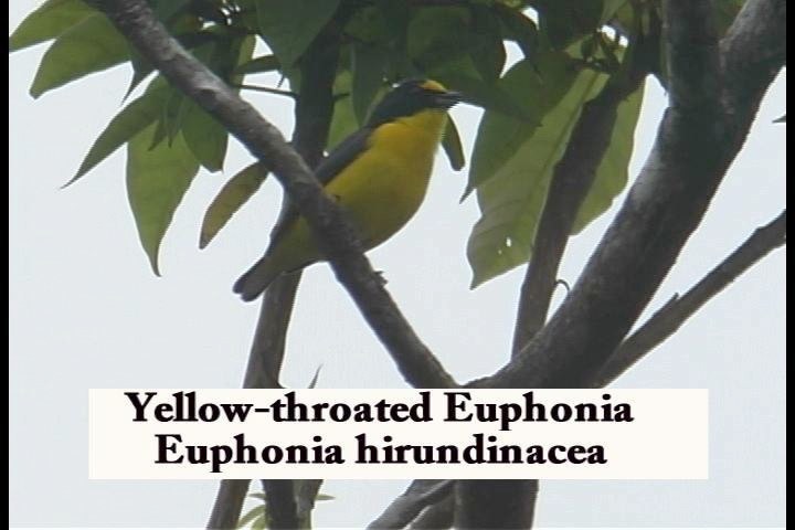 Euphonia, Yellow-throated