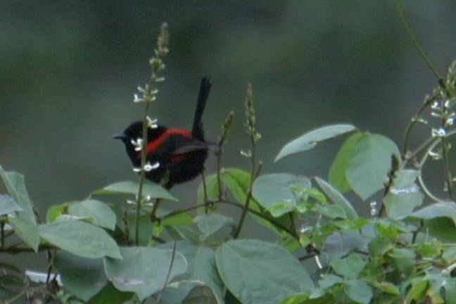 Fairy-wren, Red-backed 1