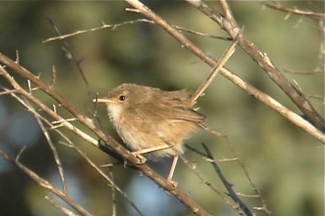 Fairy-Wren, Red-backed 2