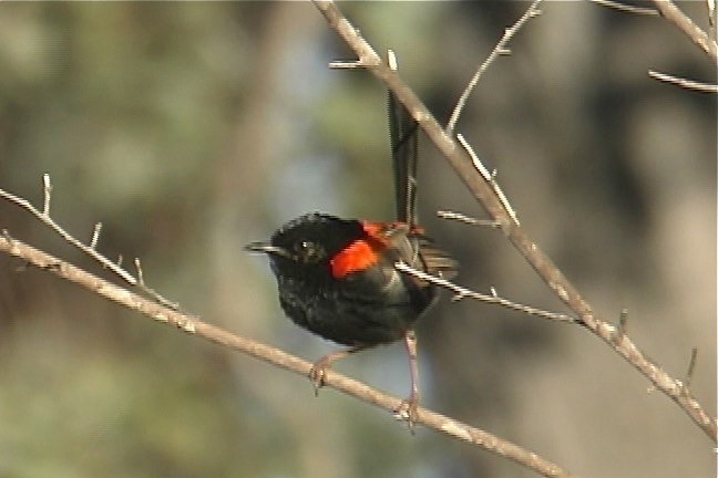 Fairy-Wren, Red-backed 3