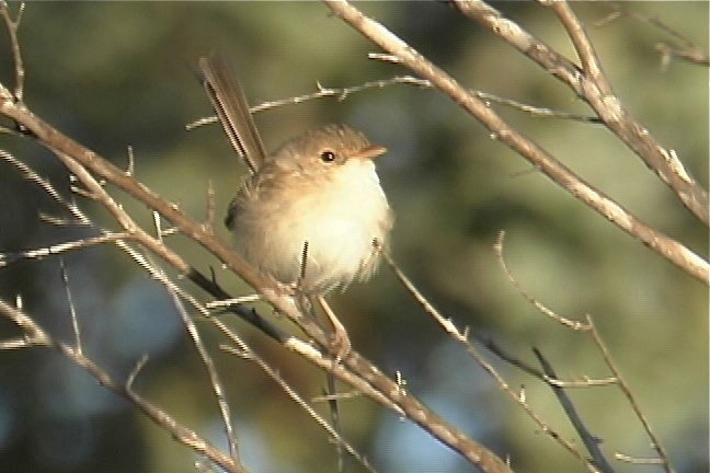 Fairy-Wren, Red-backed 4