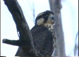 Falcon, Aplomado 3