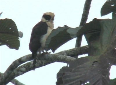 Falcon, Laughing milpe