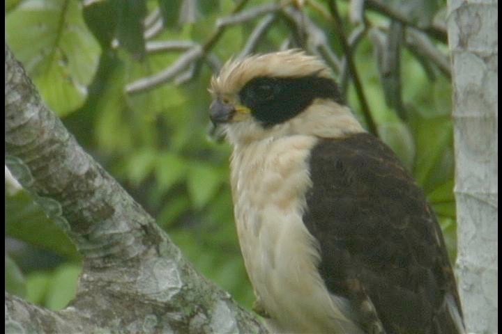 Falcon, Laughing