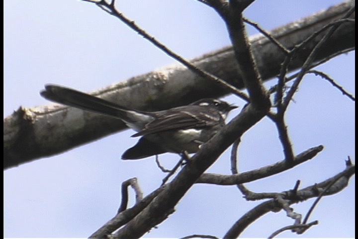 Fantail, Grey 1