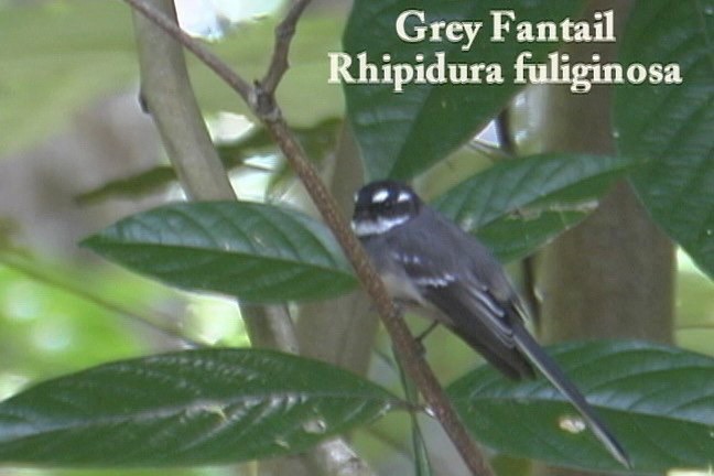 Fantail, Grey 1