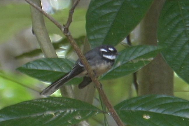 Fantail, Grey 2