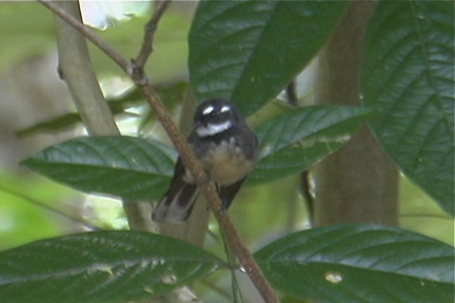 Fantail, Grey 3