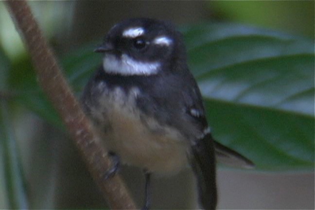 Fantail, Grey 5