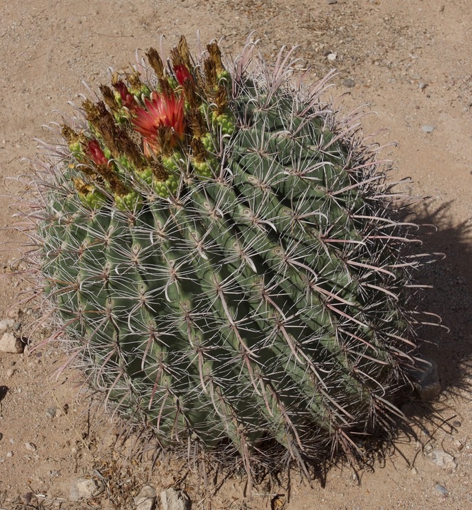 ferocactus-wislizenii-fish_med