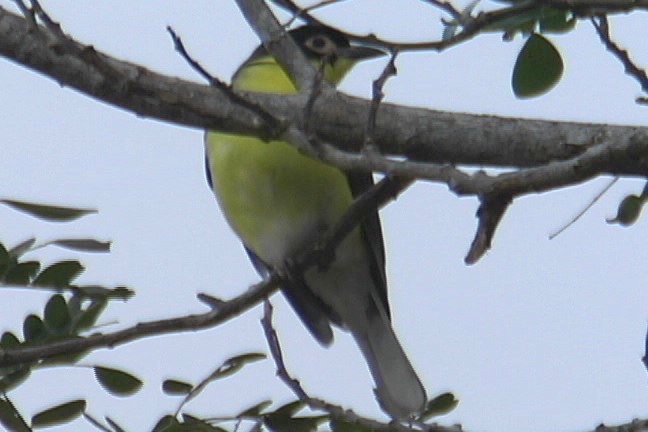 Figbird 1