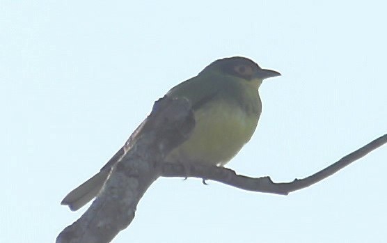 Figbird 2_1