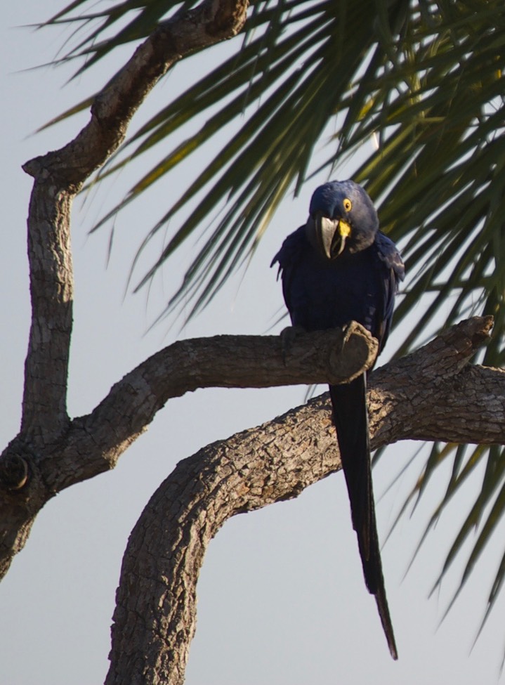 Pantanal, Brazil