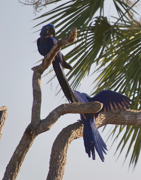 Pantanal, Brazil