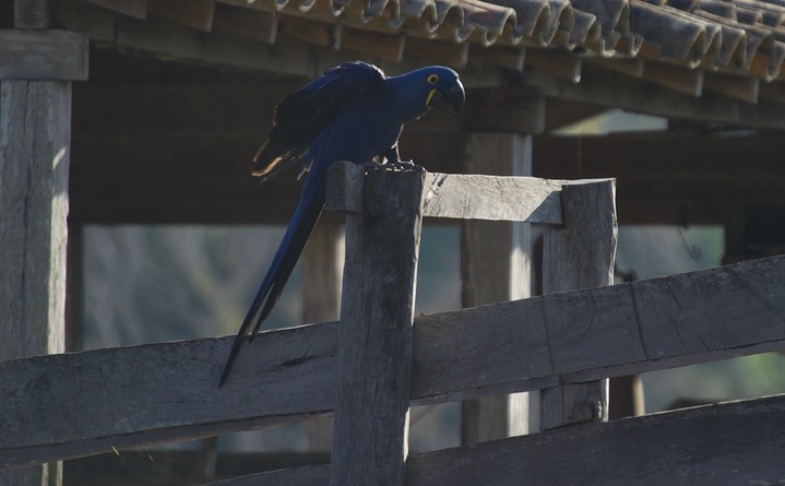 Pantanal, Brazil