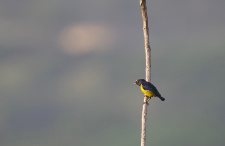 Fulvous-vented Euphonia Euphonia fulvicrissa Panama