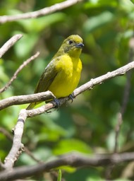 Yellow-crowned Euphonia, Euphonia luteicapilla Panama