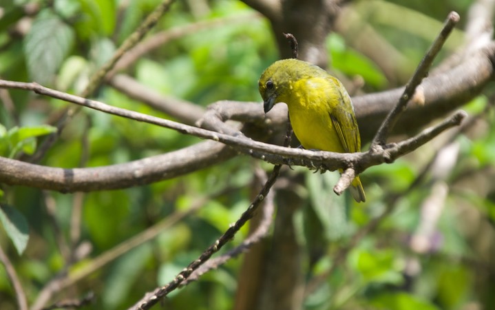 Panama