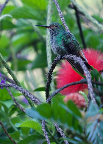 Rufous-tailed Hummingbird  Amazilia tzacatl Panama