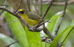 Thick-billed Euphonia Euphonia laniirostris Panama