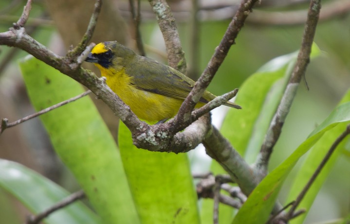 Thick-billed Euphonia Euphonia laniirostris Panama