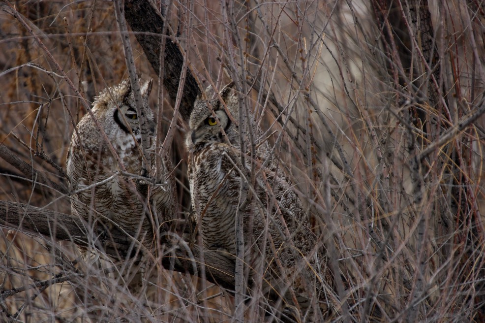 Stillwater National Wildlife Refuge, Nevada