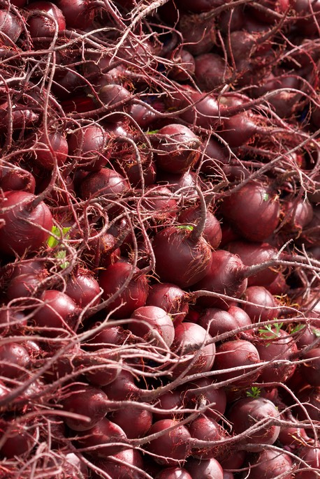 Radish, Oregon